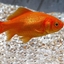 sweet-goldfish-records-gamla-stan
